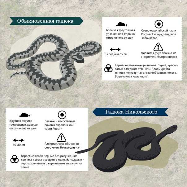 Как отличить ядовитую змею от неядовитой?