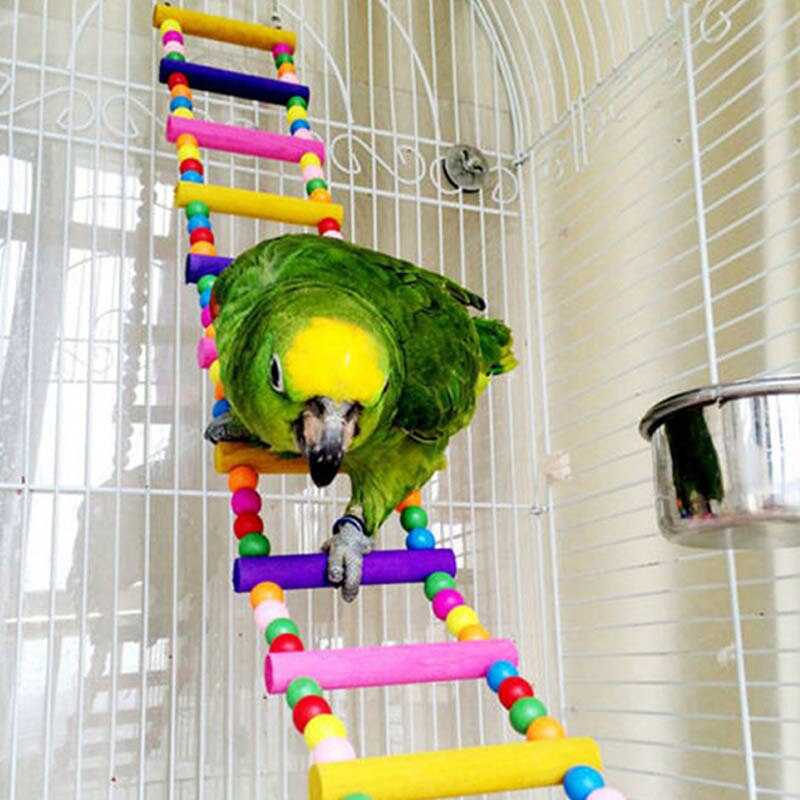 Как поиграть с волнистым попугайчиком. как играют волнистые попугаи. для чего необходимы игрушки