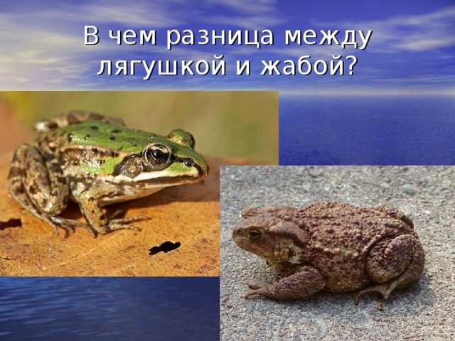 Чем отличается жаба от лягушки — основные отличия