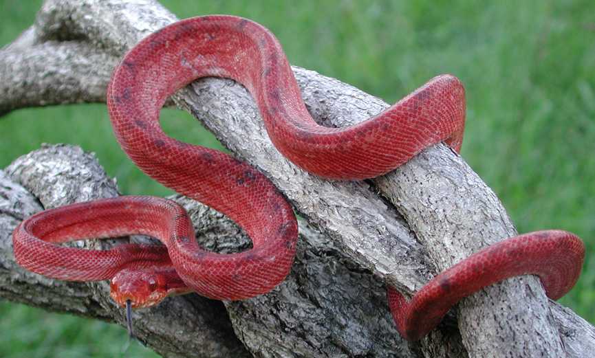 Аспид - это мифический змей, который в реальной жизни выглядит не так ужасающе :: syl.ru