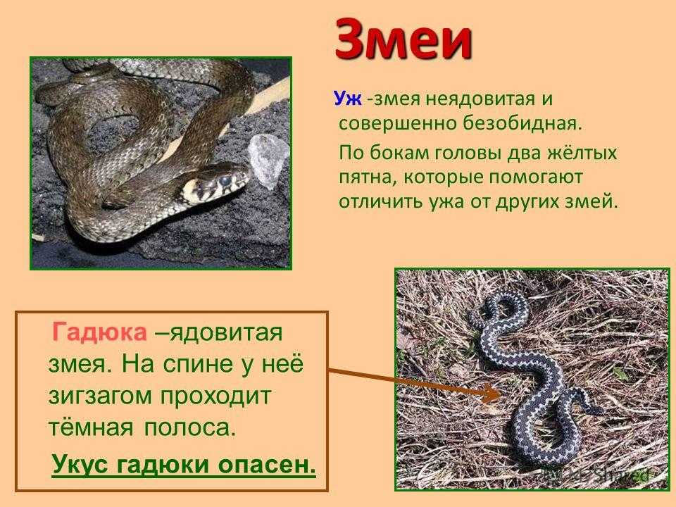 Неядовитая змея: список видов, описание, отличия, фото