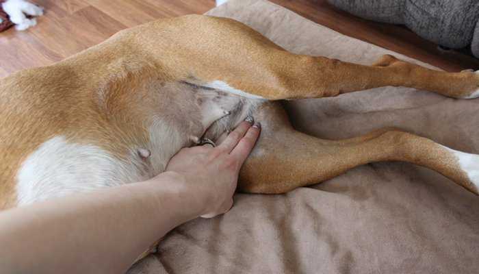 Нормальный пульс у собаки, причины и признаки нарушений