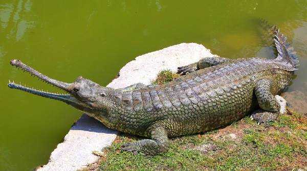 Чем отличается крокодил от аллигатора?