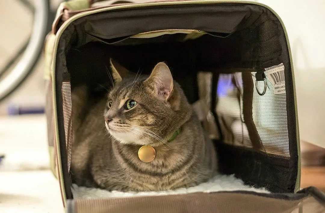 Нужно перевезти кошку в самолете — как это сделать