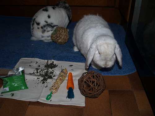 Игрушки для кроликов своими руками - особенности, интересные идеи и отзывы