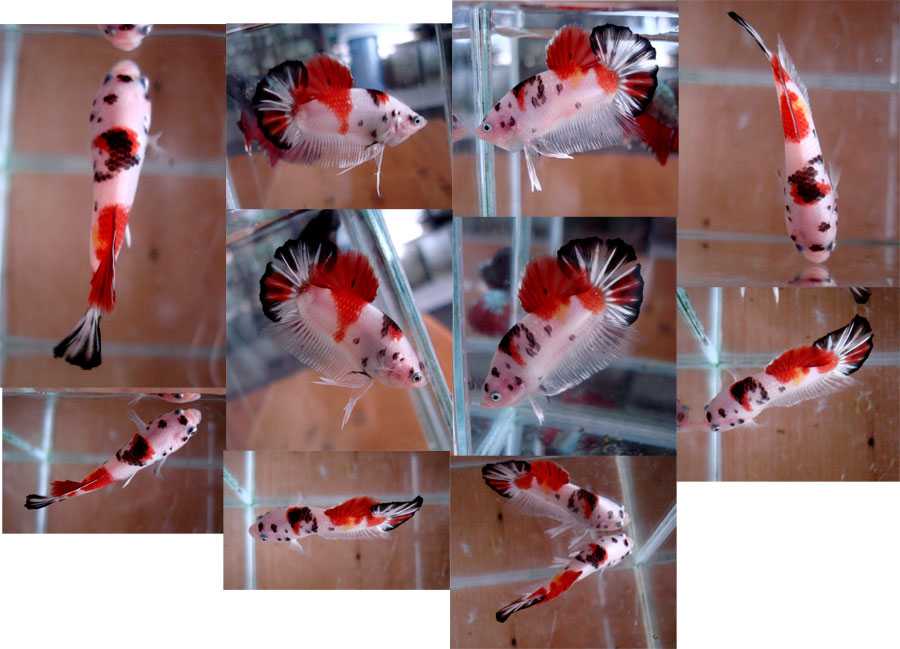 Рыбки петушки размножение в домашнем аквариуме