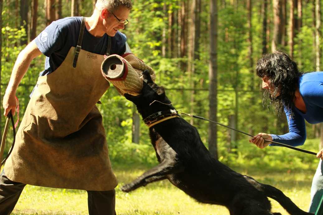 Как научить собаку командам: на курсах и в домашних условиях