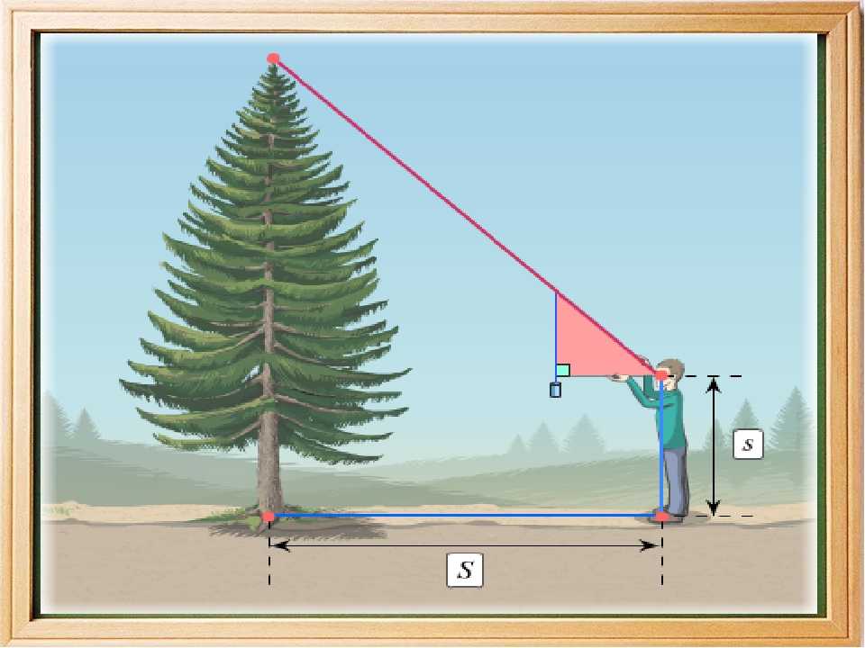 Топ-3 способа измерить высоту дерева
