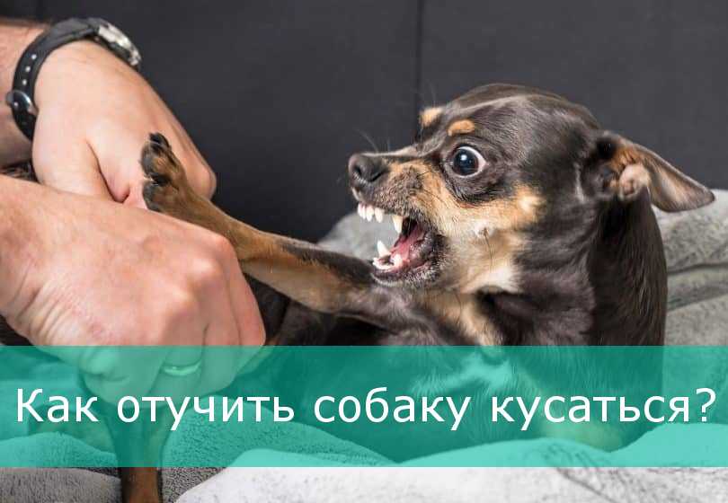 ᐉ как отучить щенка кусаться - ➡ motildazoo.ru