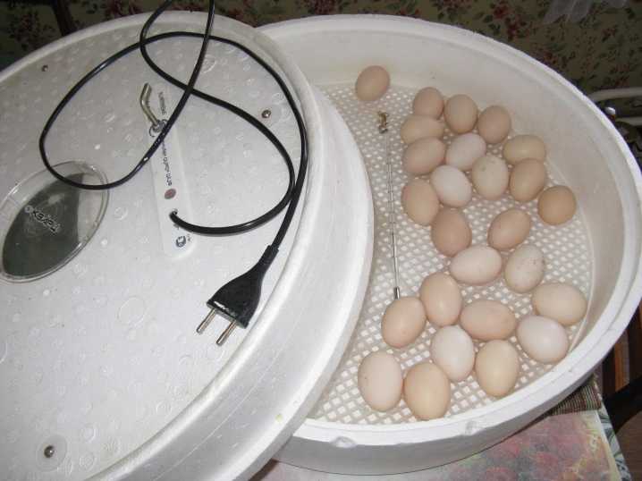 Вывод цыплят в домашних условиях: хранение яиц, закладка в инкубатор, стадии инкубации