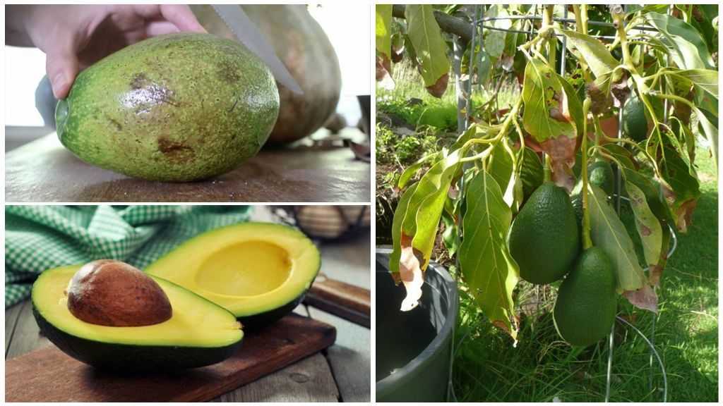 10 советов, чтобы вырастить авокадо из косточки дома - изавокадо.ру