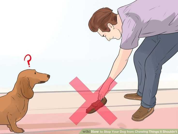 Как отучить собаку кусаться: за руки, за ноги, во время игры и от радости