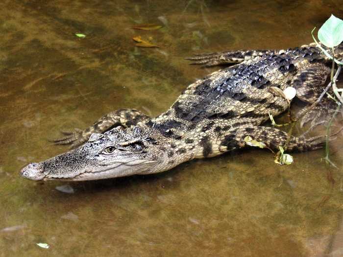 Крокодил и аллигатор — чем же они отличаются? | в чем разница