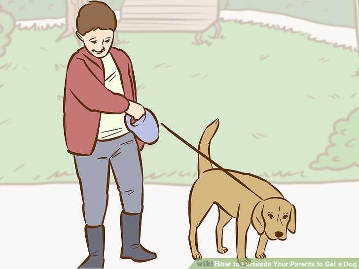 Как убедить родителей завести вторую собаку: 13 шагов