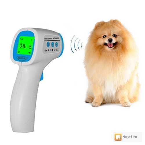Признаки температуры у собаки