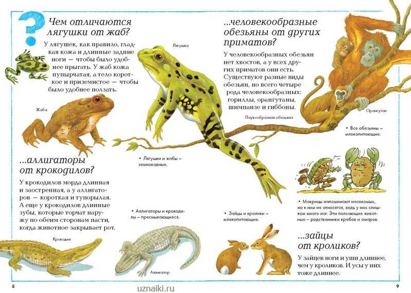 Основные особенности амфибий, и чем отличается лягушка от жабы
