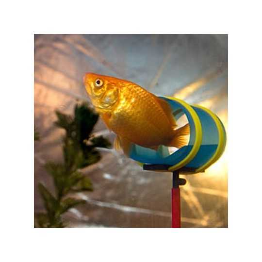Совместимость петушков с другими рыбками в аквариуме | аквариумные рыбки