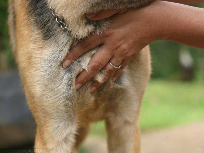 Каким должен быть пульс у собаки и как его измерить