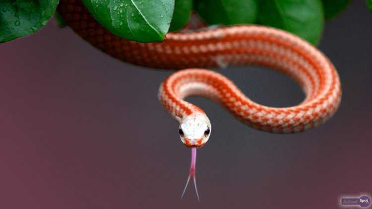 Молочная змея: описание,уход,размножение,фото,виды
