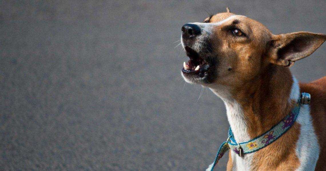 Как отучить собаку лаять дома, в квартире или на улице: причины шумного поведения, способы воспитания щенков и взрослых