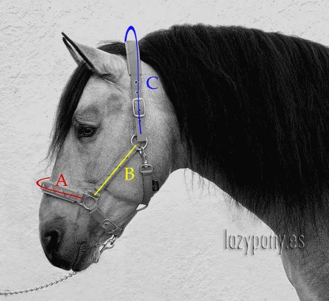 Недоуздок для лошади: как сделать или связать веревочный недоуздок своими руками, схема или таблица с его размерами для этого