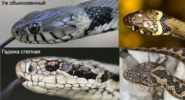 Ползучие и шипучие… каких змей стоит остерегаться и как отличить ядовитую от неядовитой