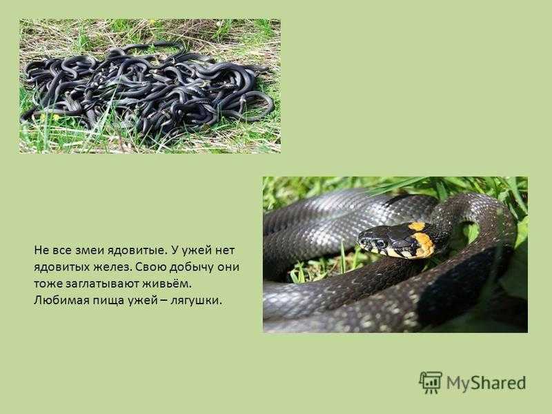 Какие змеи считаются неядовитыми? как отличить ядовитую змею от неядовитой