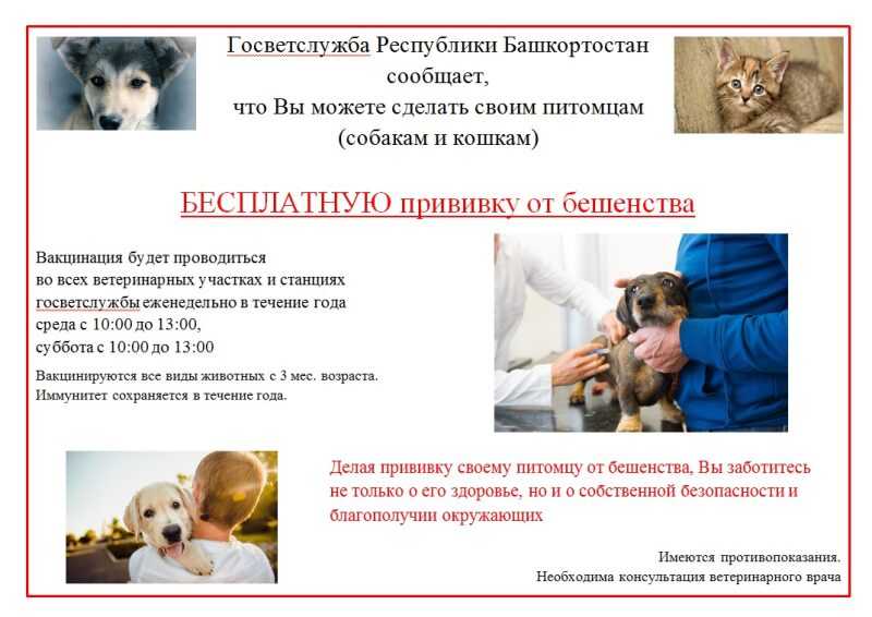 Прививка от бешенства собаке: особенности вакцинации