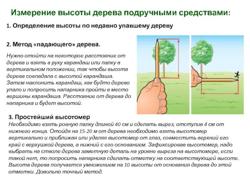 Измерение высоты дерева [1976 судьев н.г., новиков б.н. - лесохозяйственный справочник для лесозаготовителя]