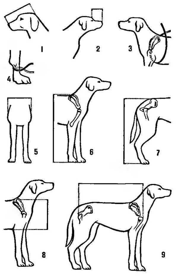 Как измерить рост собаки в холке — для одежды, обуви, таблица размеров собак различных пород