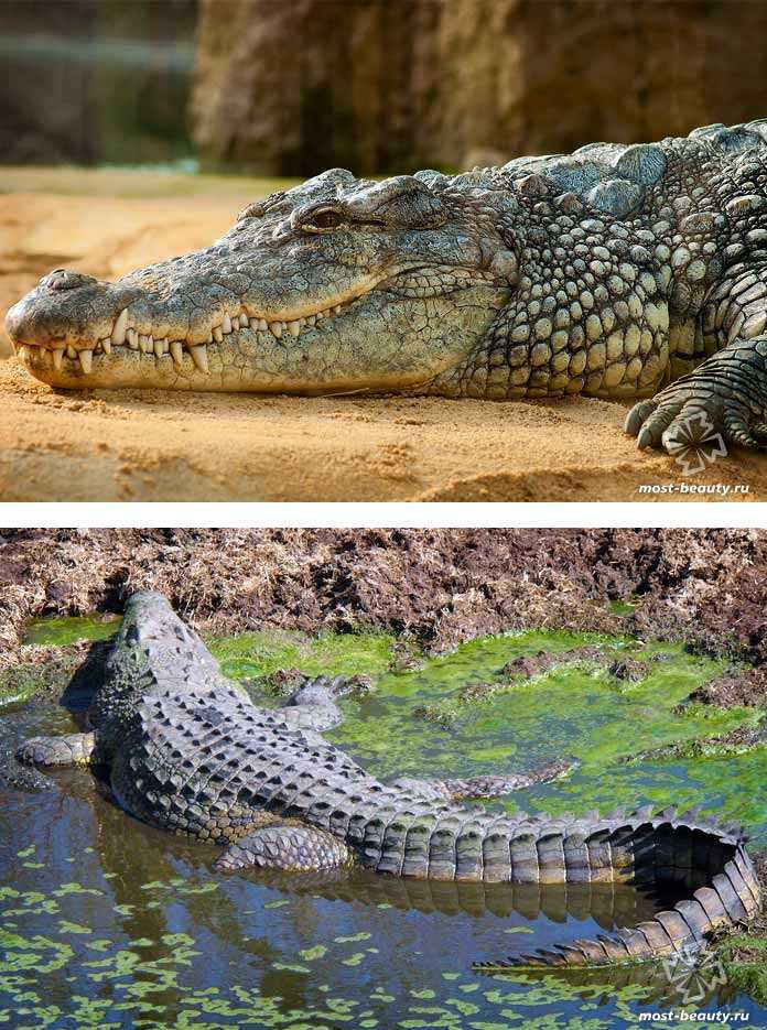 Аллигатор против крокодила. в чем разница?
