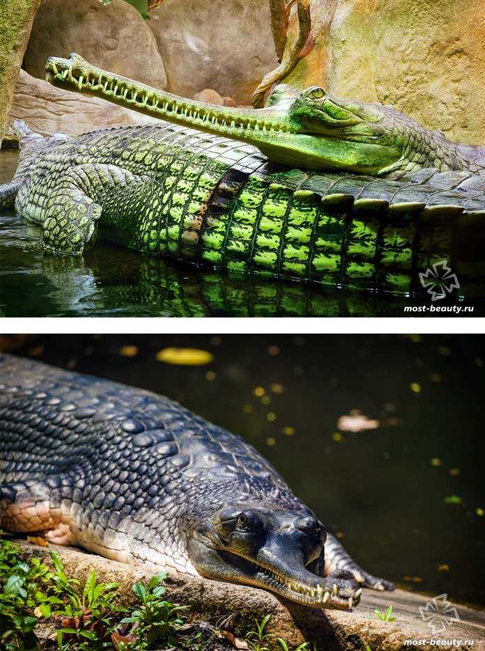 Аллигатор против крокодила
