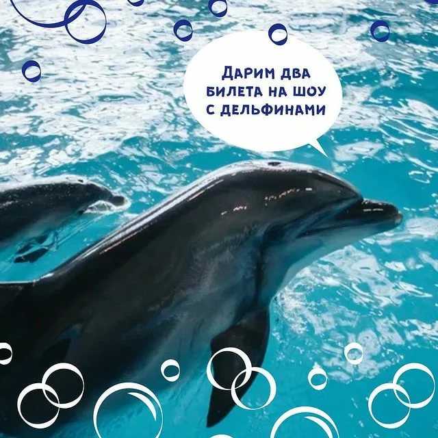 «это больно, кроваво и жестоко»: морской биолог о дельфинариях в россии