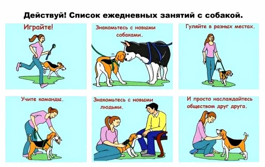 Как дрессировать собак? домашняя дрессировка собак :: syl.ru