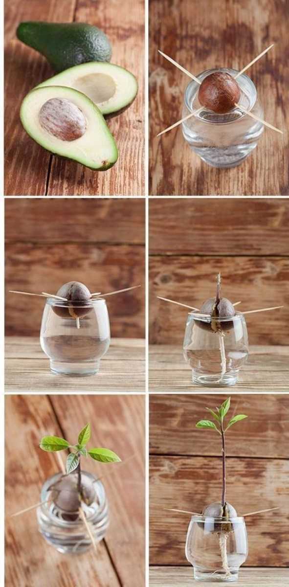 Как вырастить дерево авокадо - wikihow