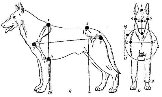 Размеры французского бульдога от щенка до взрослой собаки