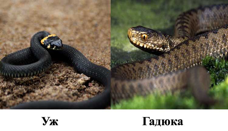 Чем отличаются ядовитые змеи от неядовитых?