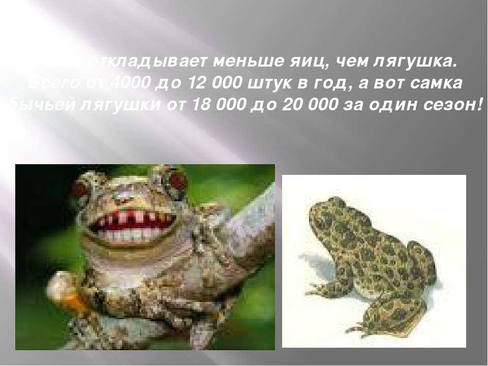 Головастики жабы и лягушки отличия. основные особенности амфибий, и чем отличается лягушка от жабы
