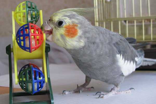 Какого попугая можно завести с волнистым