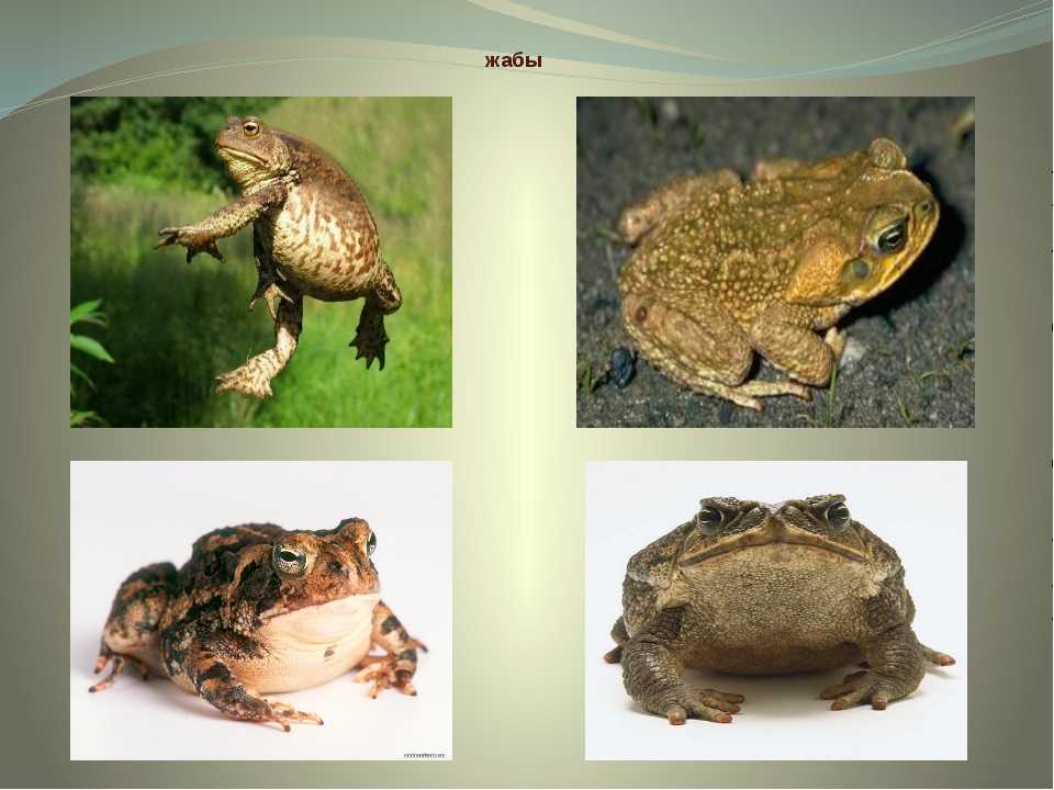 Жаба и лягушка: сходство и различия (детям 2 кл.)