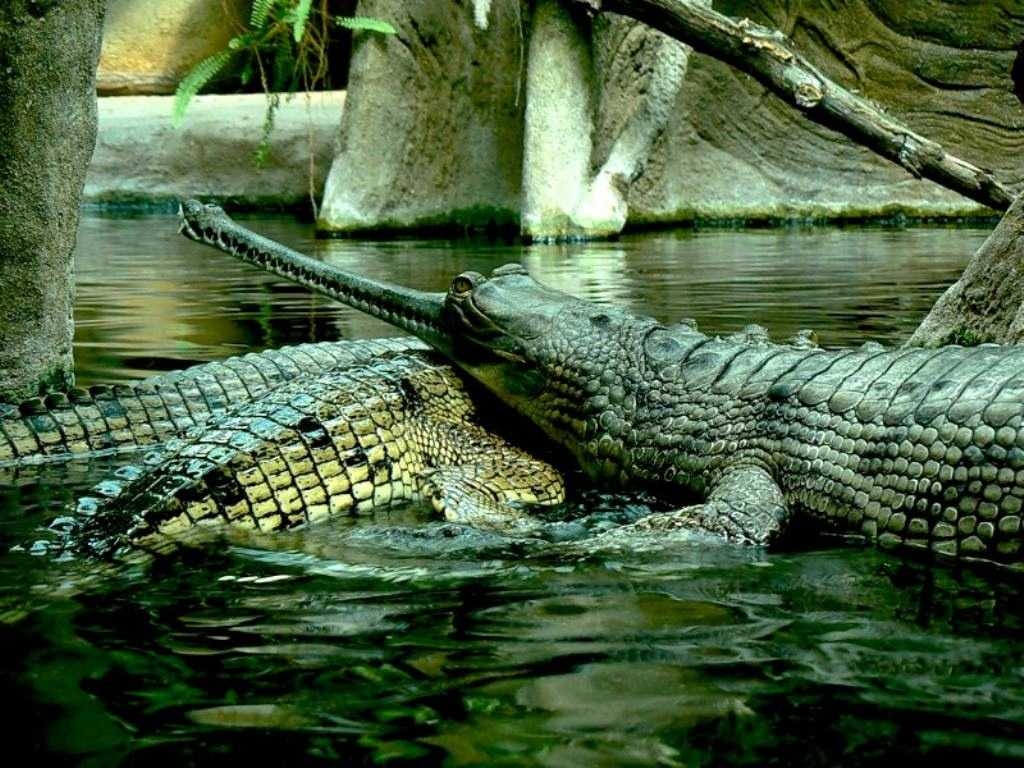 Крокодил и аллигатор: чем же они отличаются?
