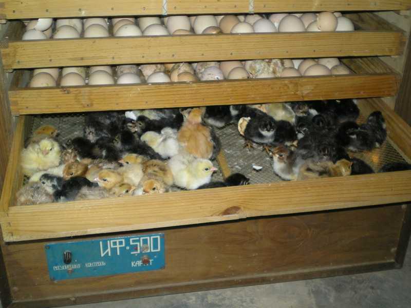 Самостоятельное выращивание цыпленка из яйца без инкубатора: особенности, способы, уход за молодняком в первые дни