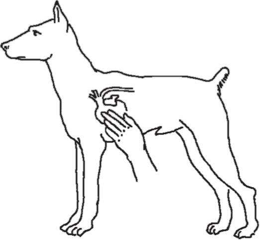Как определить частоту пульса. собаки чистыx кровей