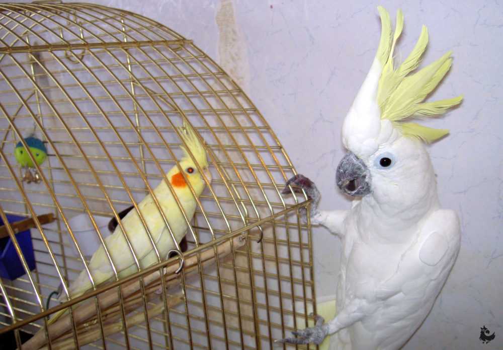 Как играть с волнистым попугаем -