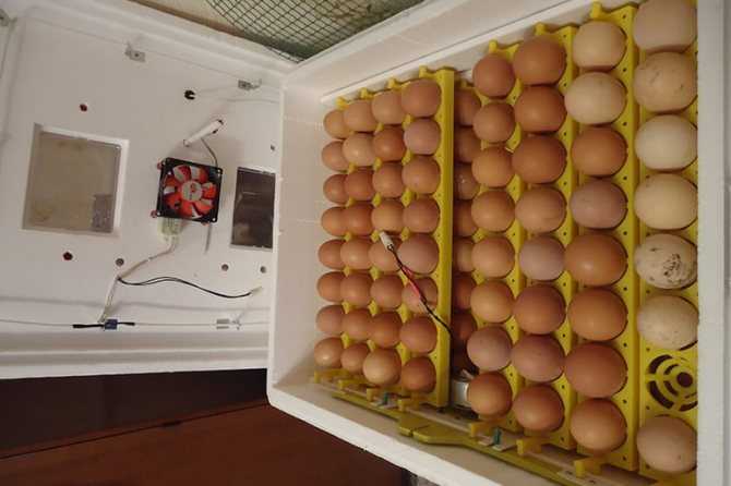 Как вывести цыплят в инкубаторе: секреты фермеров для хорошего выводка птенцов