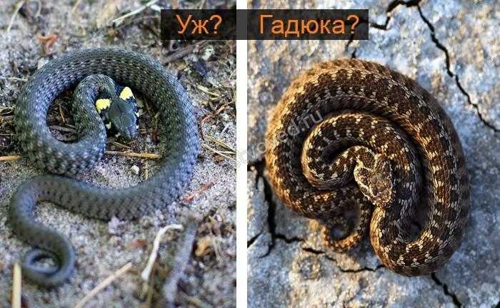 Как отличить ядовитую змею от неядовитой? | meduza4u