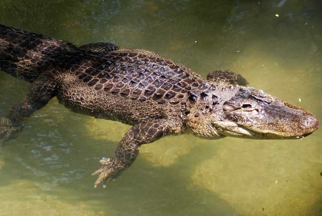 Крокодил, аллигатор, кайман и гавиал - в чем разница