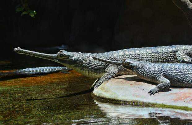 Самый большой крокодил в мире. фото, кто больше аллигатор или крокодил, сколько метров, где живут. видео