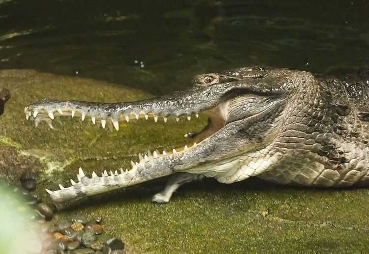 Крокодилы – виды и названия
