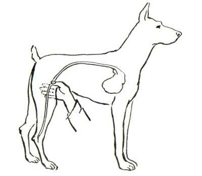 Как измерить пульс собаки: 9 шагов (с иллюстрациями)